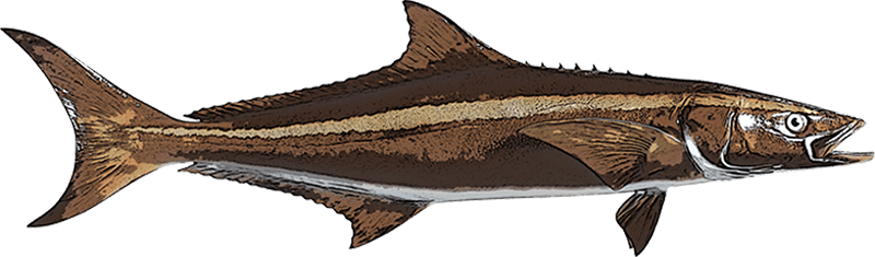 Cobia Orlando Fishing