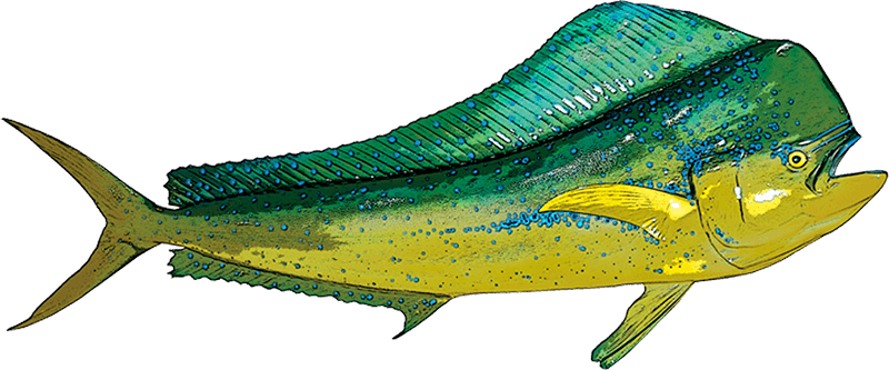 Mahi Mahi Deep Sea Fishing