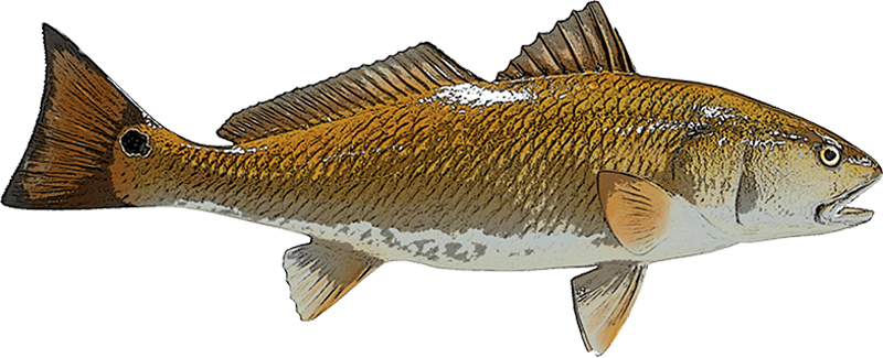 Redfish Inshore Fishing