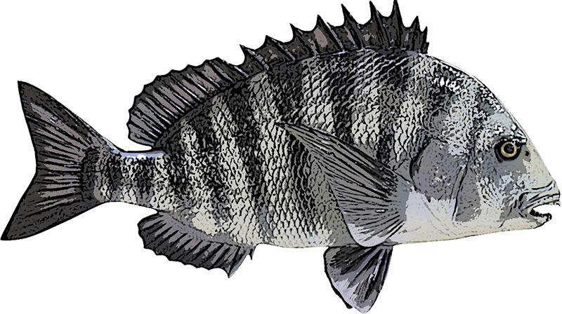 Sheepshead Inshore Fishing