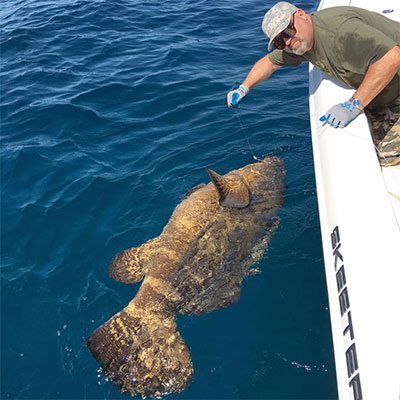 Man Caught Grouper on the Cape Canaveral Fishing Charter